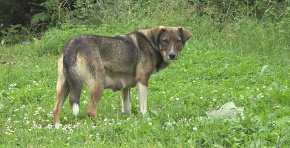    Маркировка собак. Источник: Толк