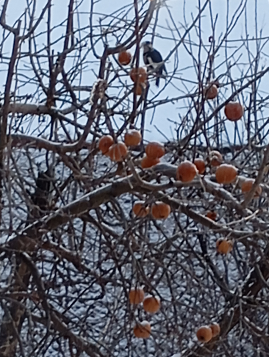 Дятел клюёт яблочки забродившие