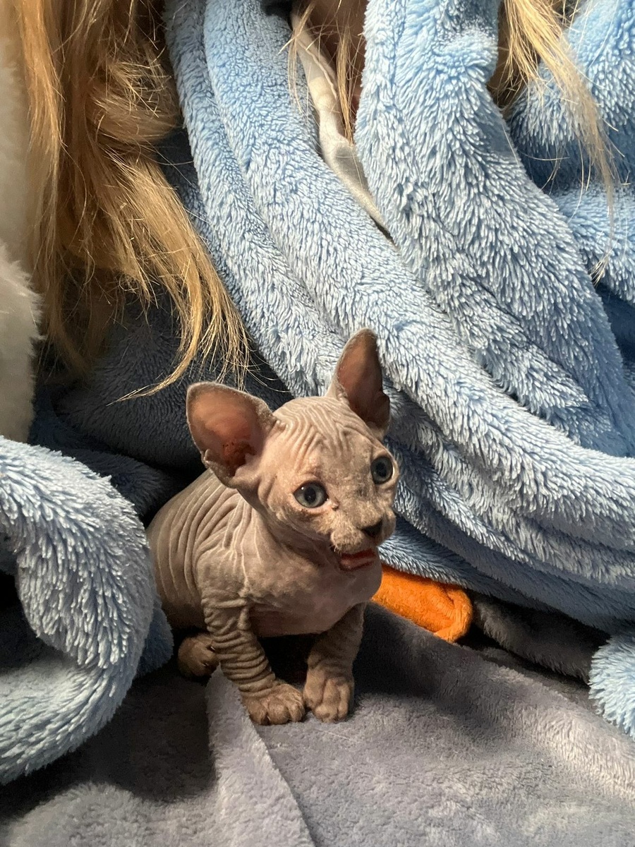 Домашний питомец. Фото автора статьи