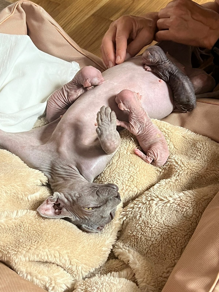 Мама-кошка со своими котятами. Фото автора статьи