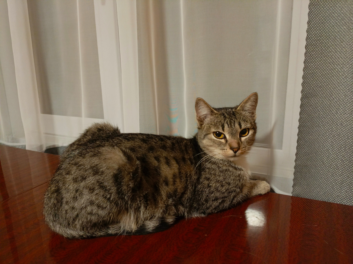 Красавица Муся. 