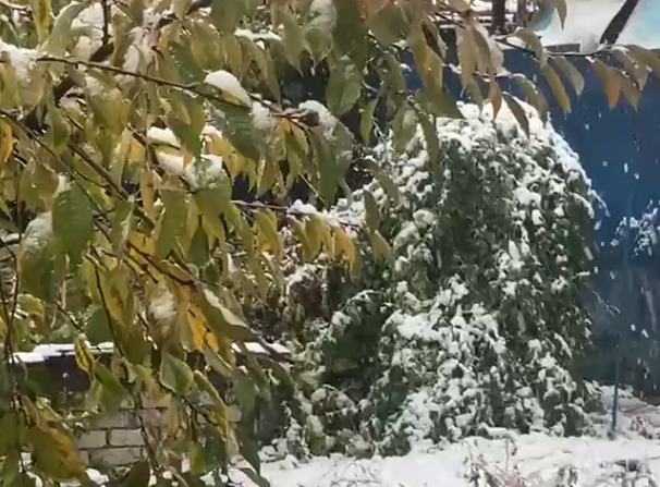 А вон тот развесистый куст в снегу - это вообще-то ягоды годжи вымахали. Только ягод не было ещё. Кааак омолодюсь скоро, прям с куста!