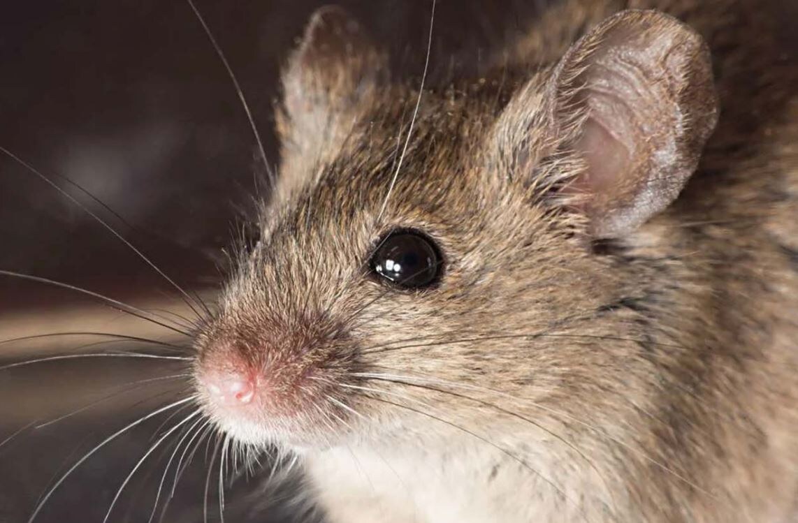 Очень достойный посол))