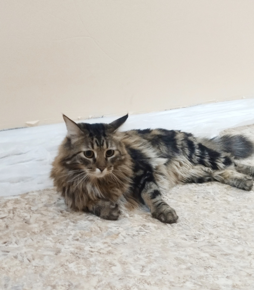 Кому вся эта суета нравится, так это кошкам.