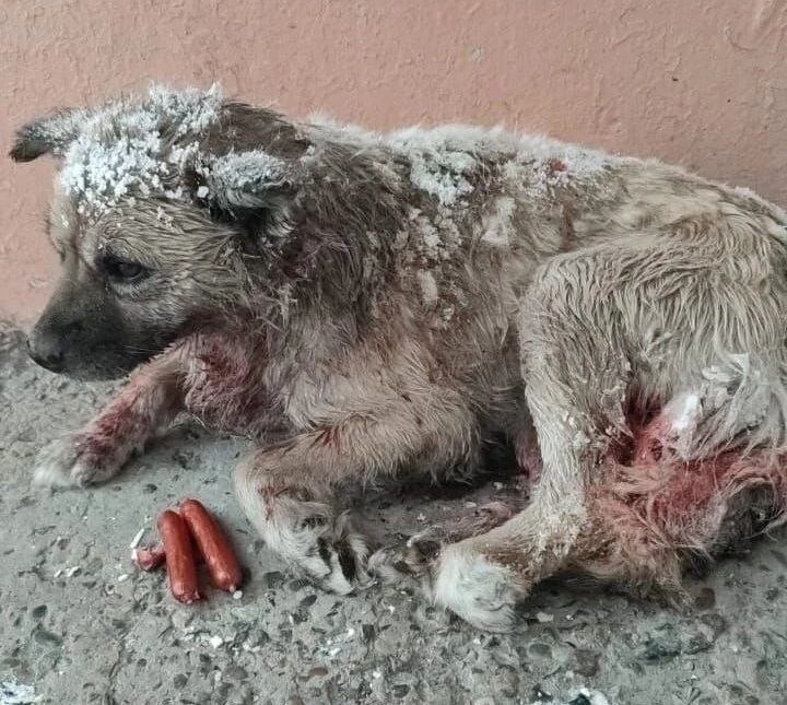 Сонечку на самовыгуле подрали бродячие собаки