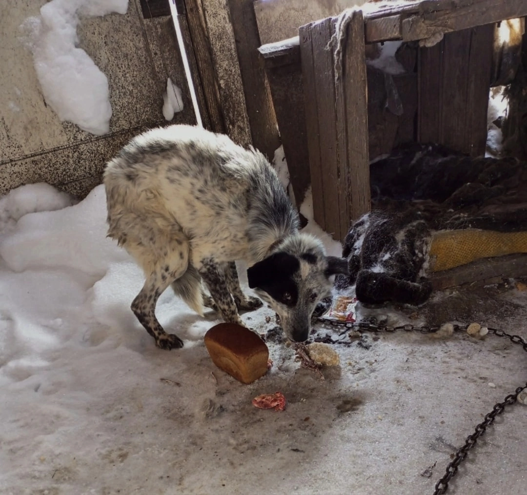 Дастина  хозяева "забыли" в брошенном доме