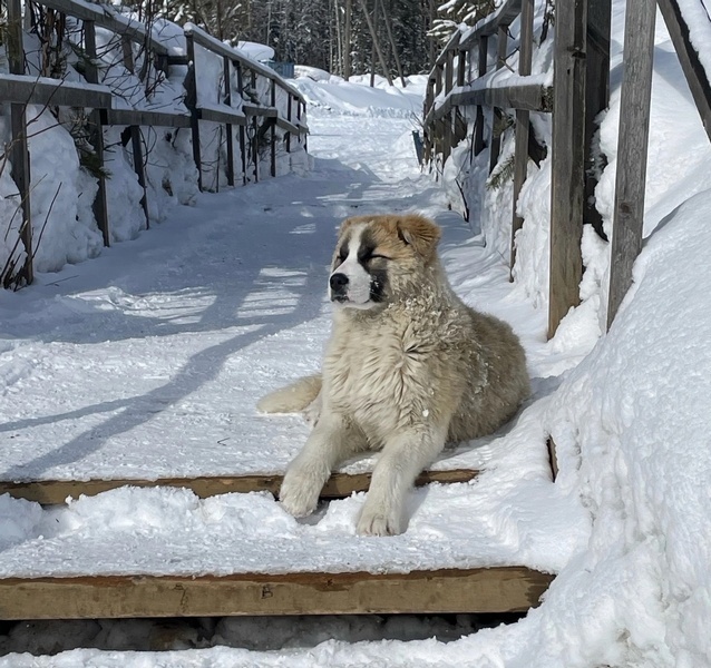 Пес-вахтовик 