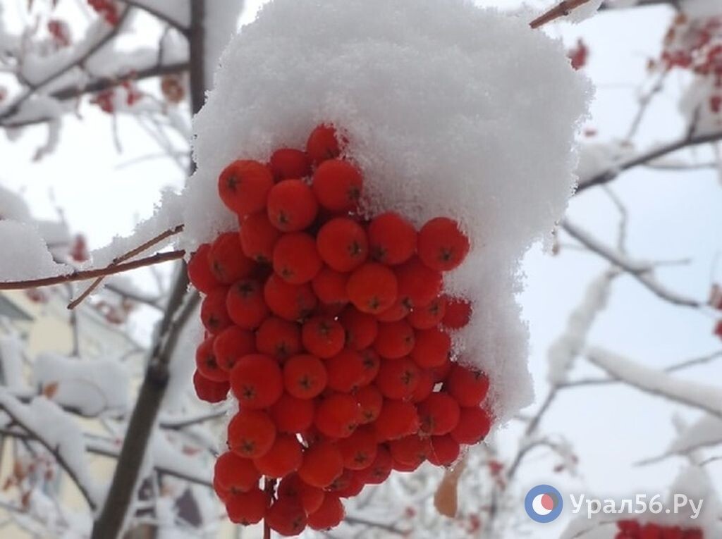    Осадки и колебания температур: Какая погода ждет Оренбургскую область в ближайшие выходные