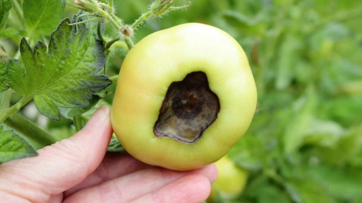 Так выглядят заболевшие экземпляры