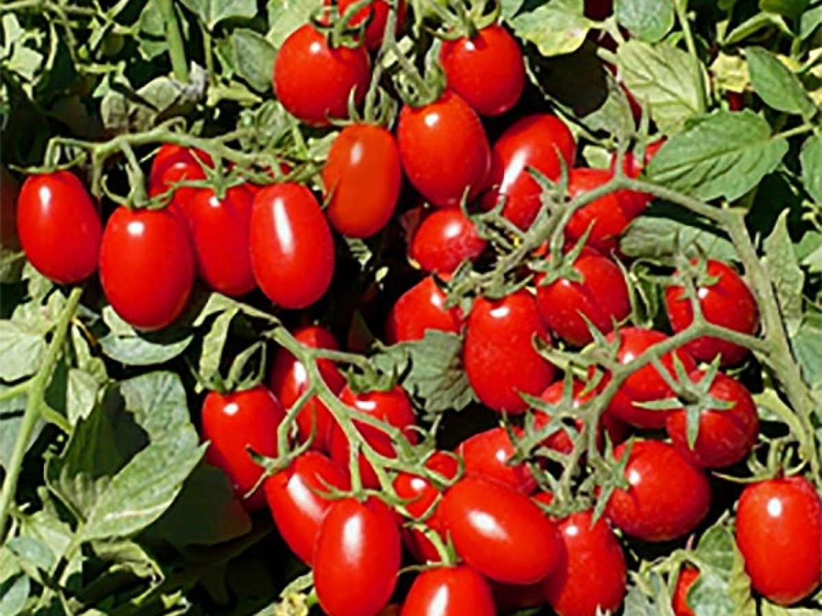 Грамотный уход — отменный урожай