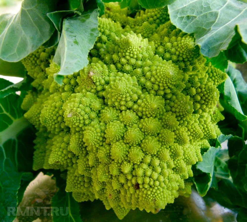   Фото permapotes.com