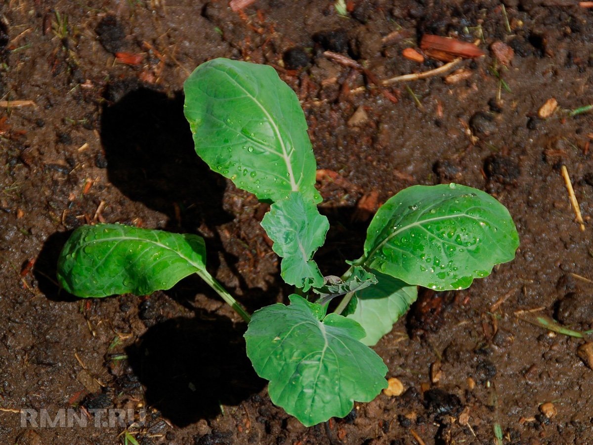   Фото lunar-garden.ru