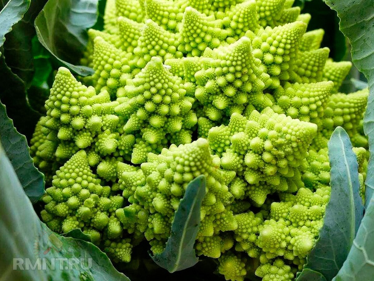   Фото fermery.com.ua