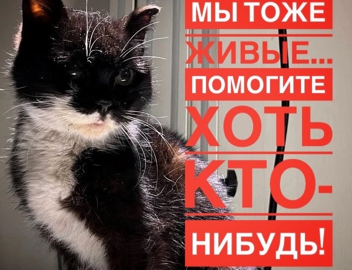 Одна кошка, много бед. КАК ДОСТУЧАТЬСЯ ДО ЛЮДЕЙ?!