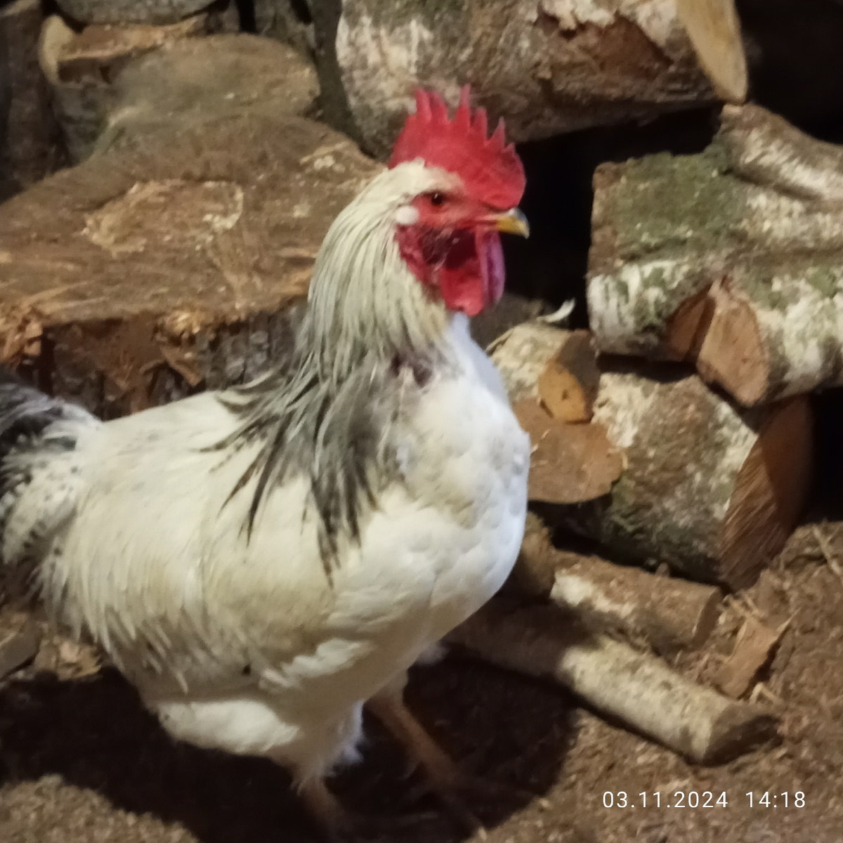 Петя удивлён. Фото автора.