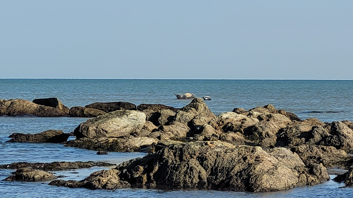 Здесь мы немного понаблюдали за нерпами
