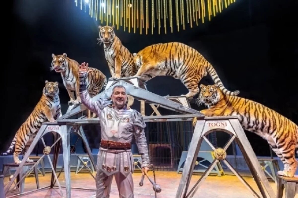    Итальянский цирк со слонами и тиграми приехал с гастролями в Новосибирск