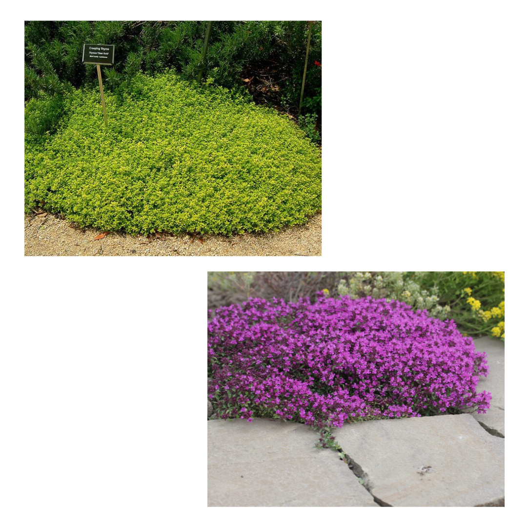 Тимьян лимоннопахнущий и ползучий. Листайте дальше там еще одна картинка.