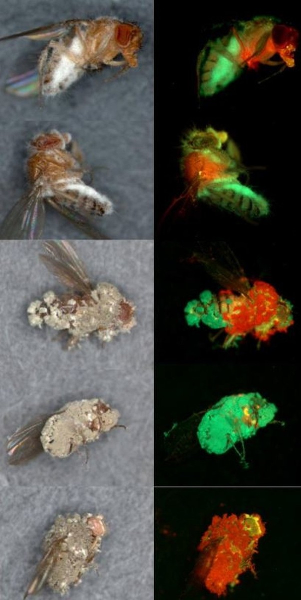    Охотящиеся на вредителей растений грибы делят добычу между собой
