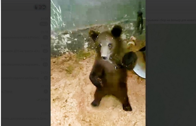 Фото: скрин видео приюта 