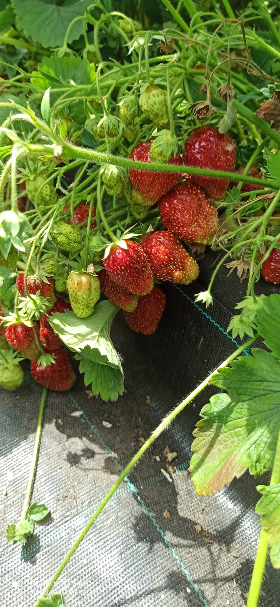 Земклуника Кокинская отборная