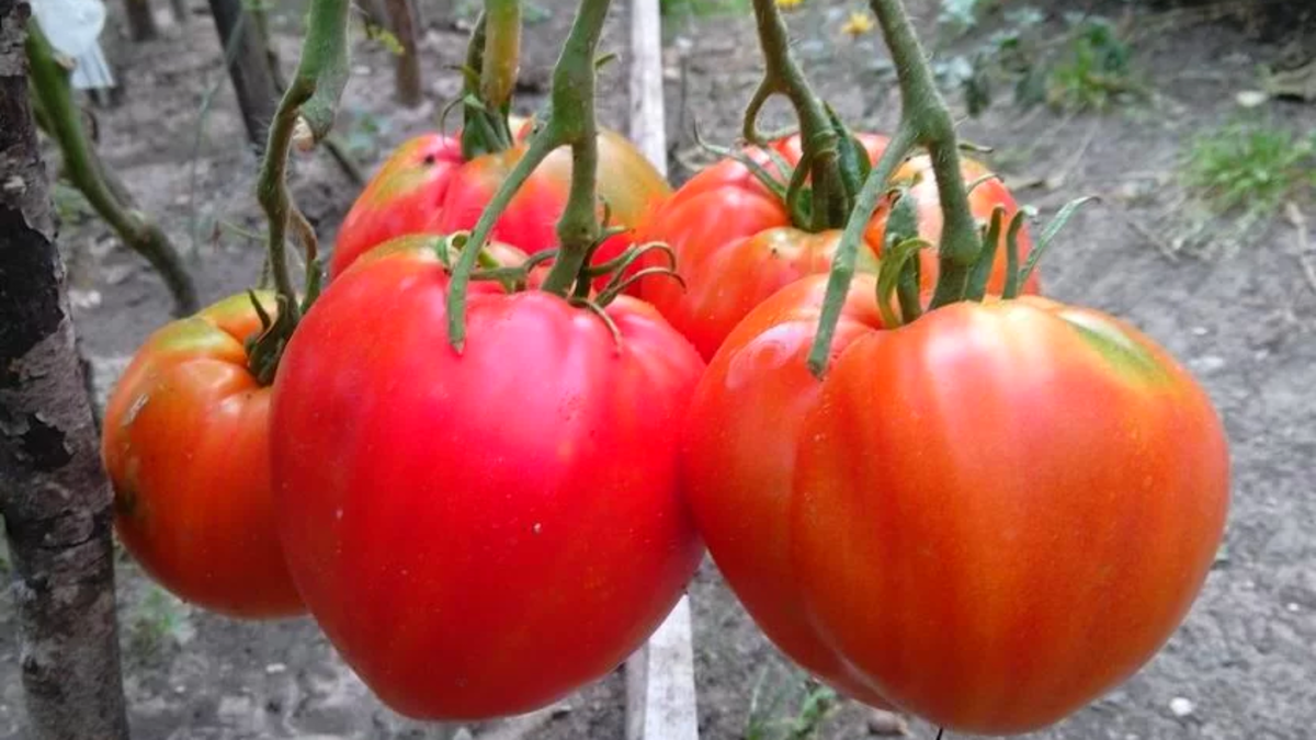 "Сладкий гигант"