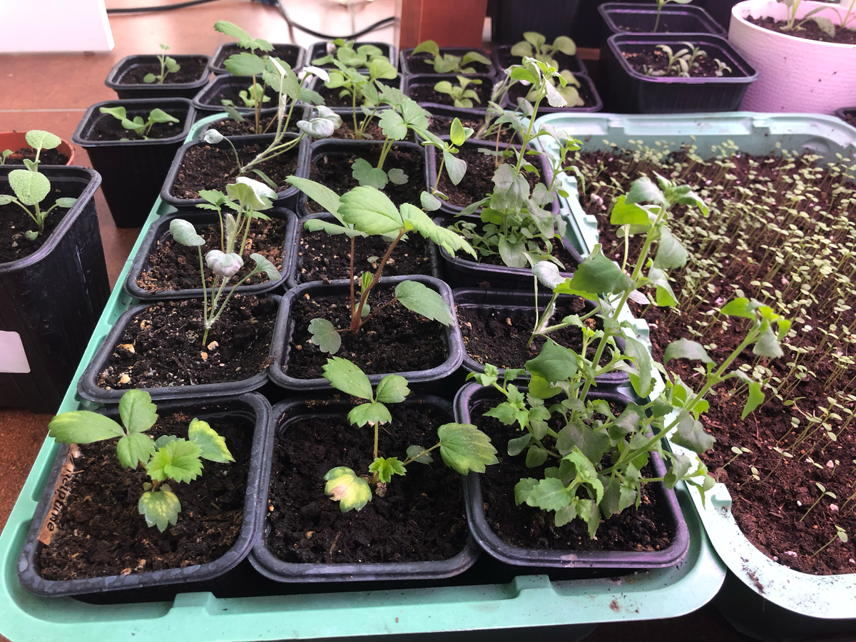 В 2019 года выращивала много рассады