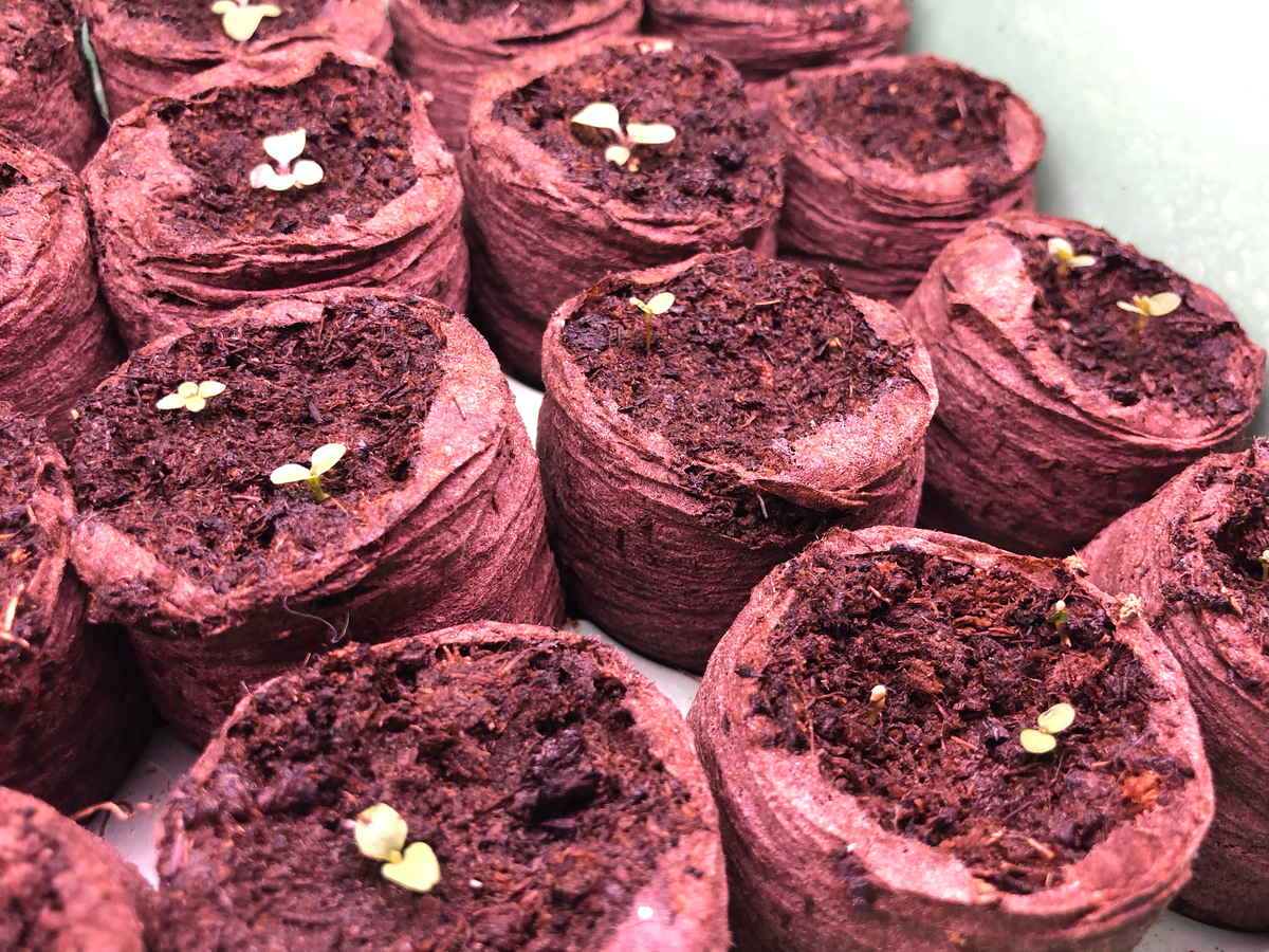 Первые всходы петуний 