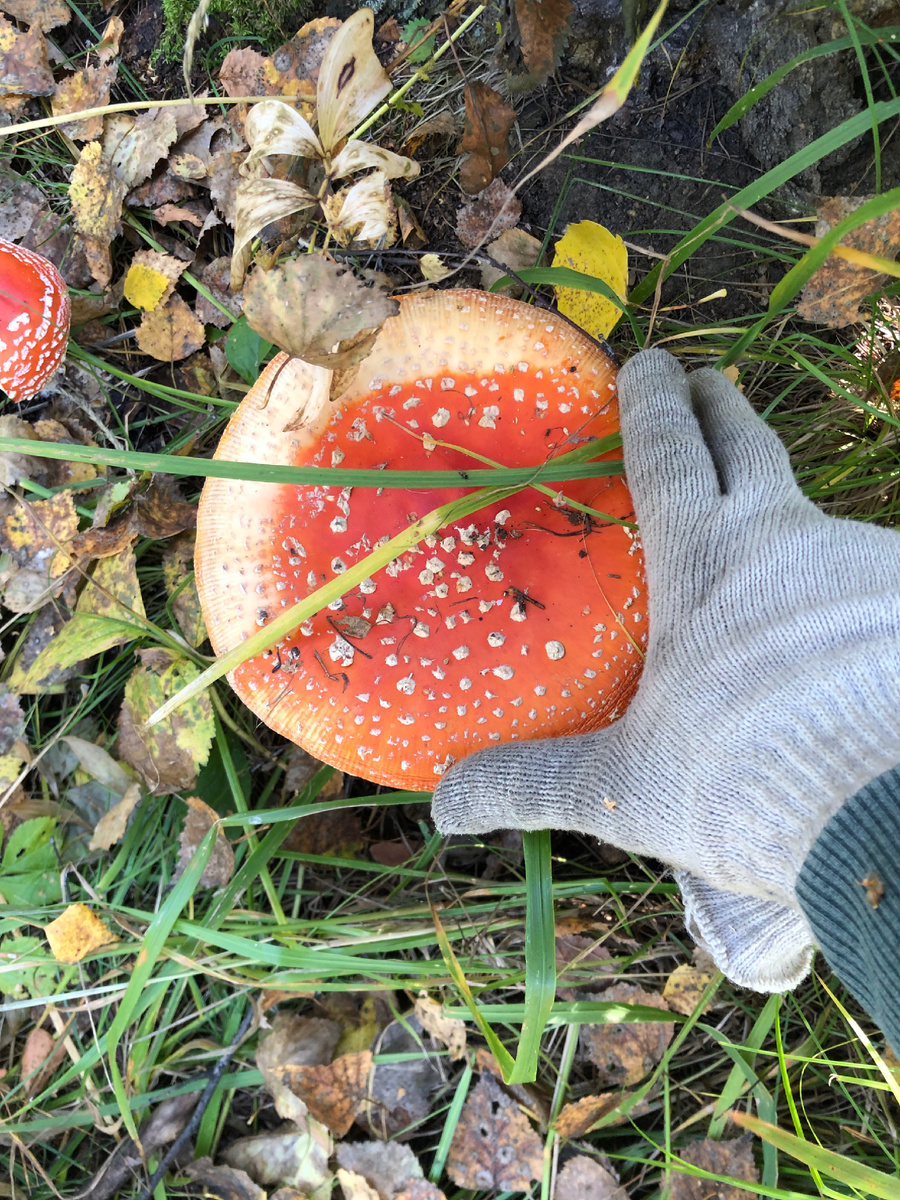 Солидный, но далеко не самый крупный гриб, попадавшийся мне этой осенью 