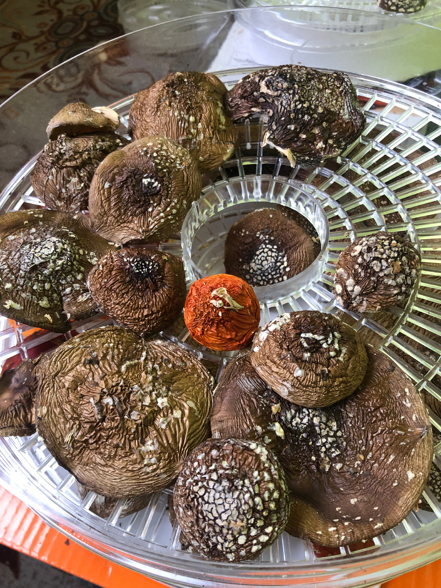 Сушка пантерного мухомора