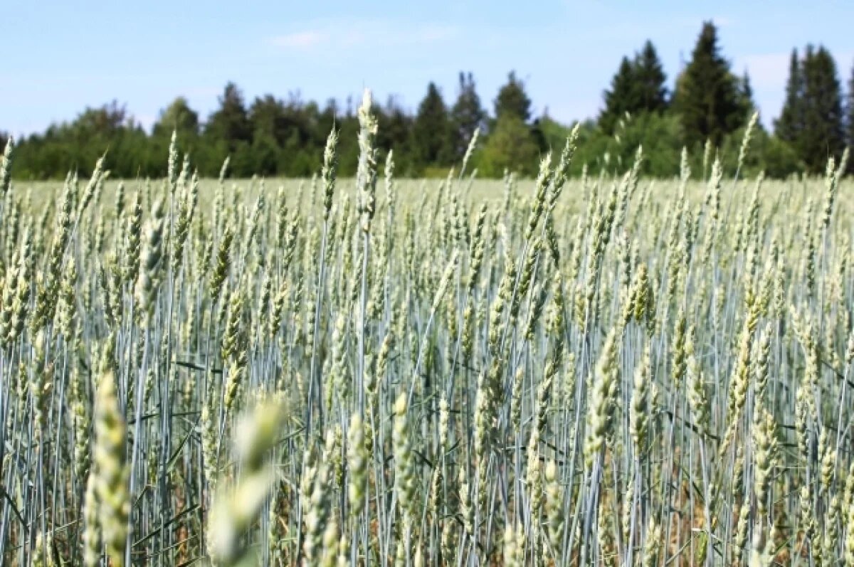    На Урале дополнительно введут в оборот 5,6 тысячи гектаров сельхозземель