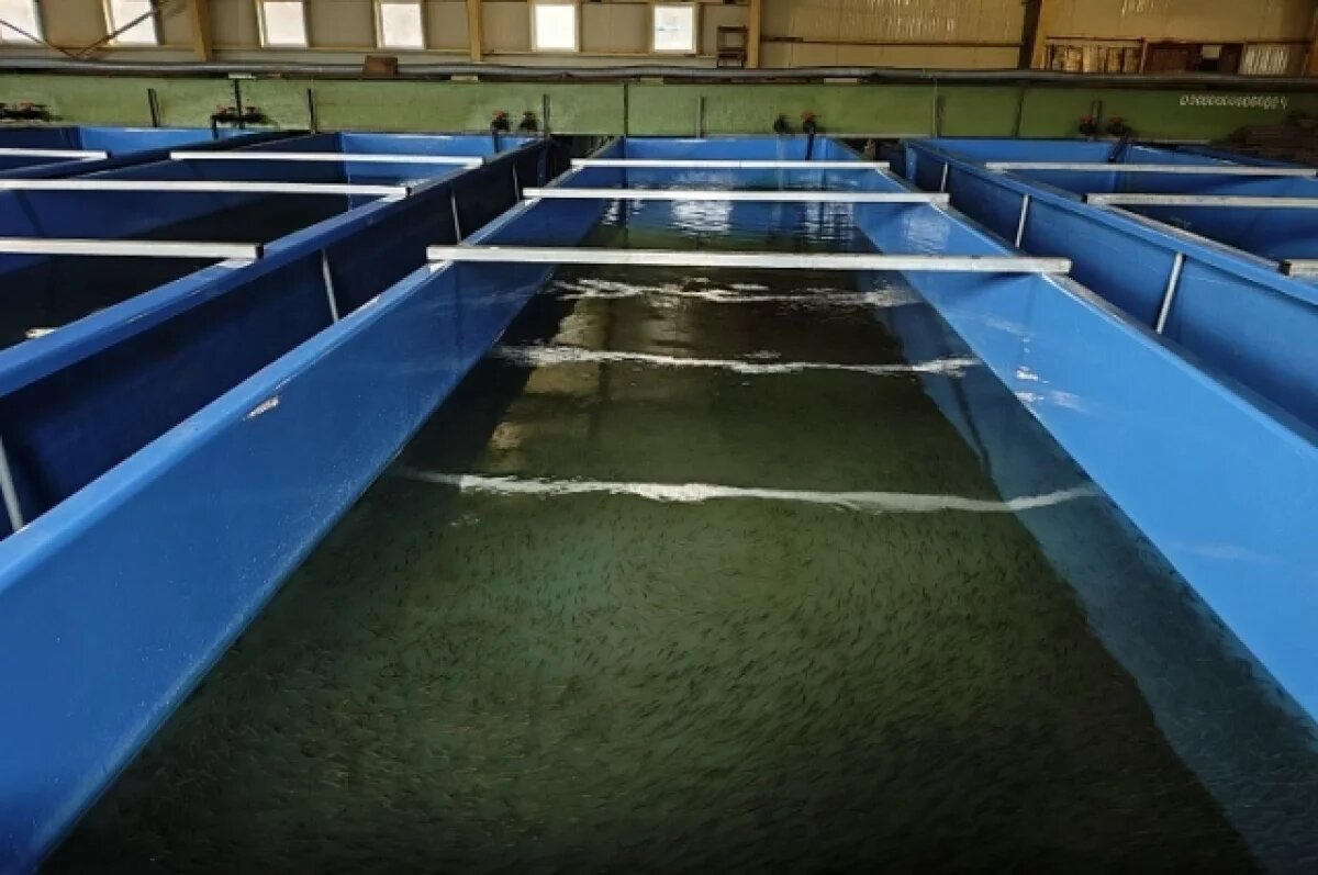    Росрыболовство выставило на торги 14 участков в Приморье под аквафермы