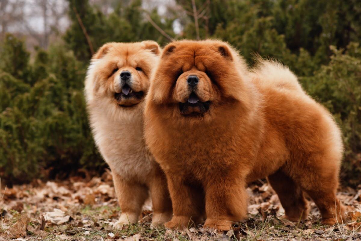 Natalia Fesiun / Shutterstockр / FOTODOM📷Собаки породы Чау-чау