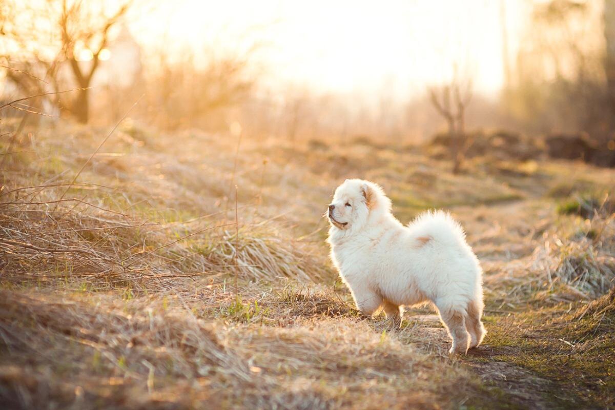 Serhii Smirnov / Shutterstock / FOTODOM📷Собака породы Чау-чау