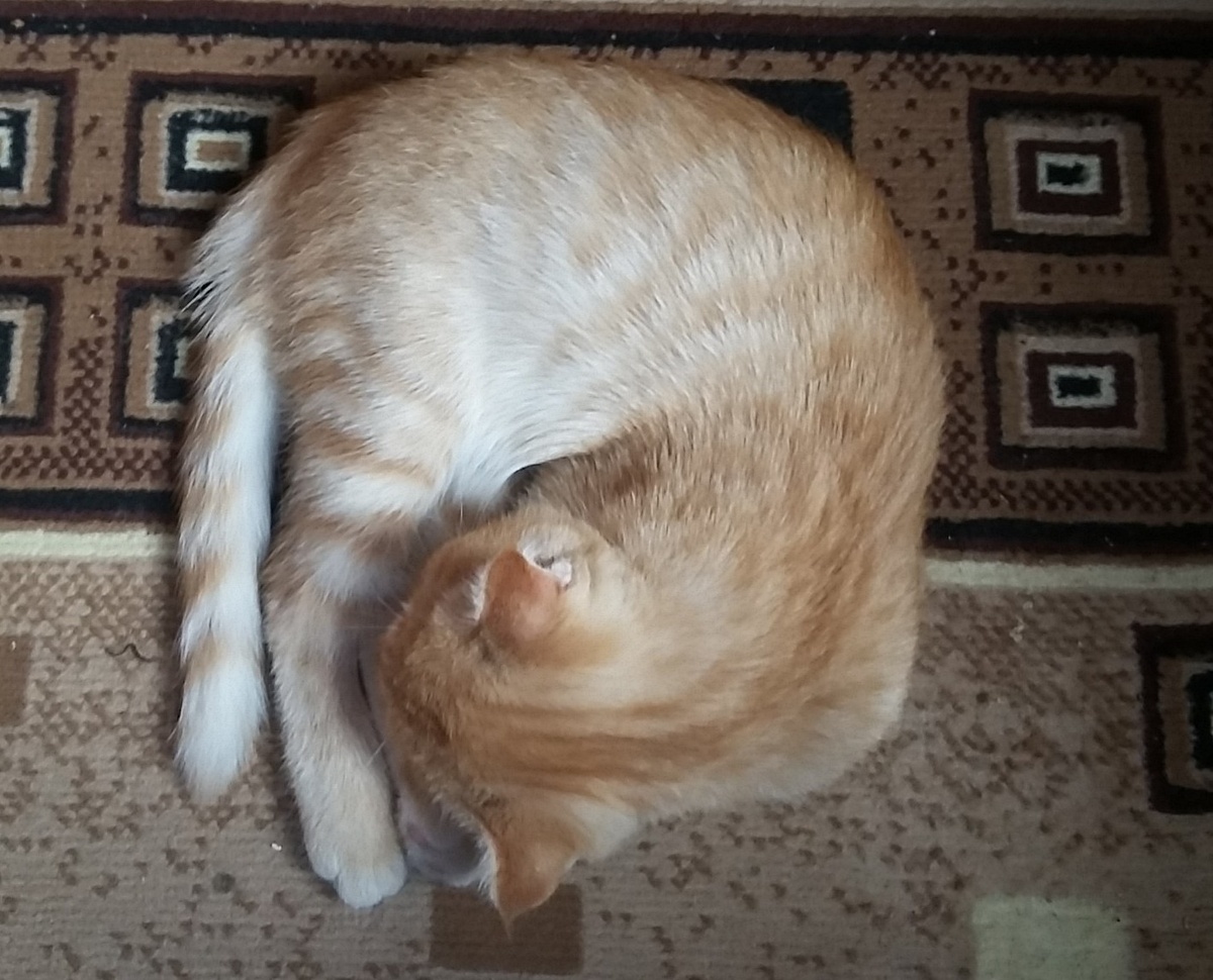 сон под компом