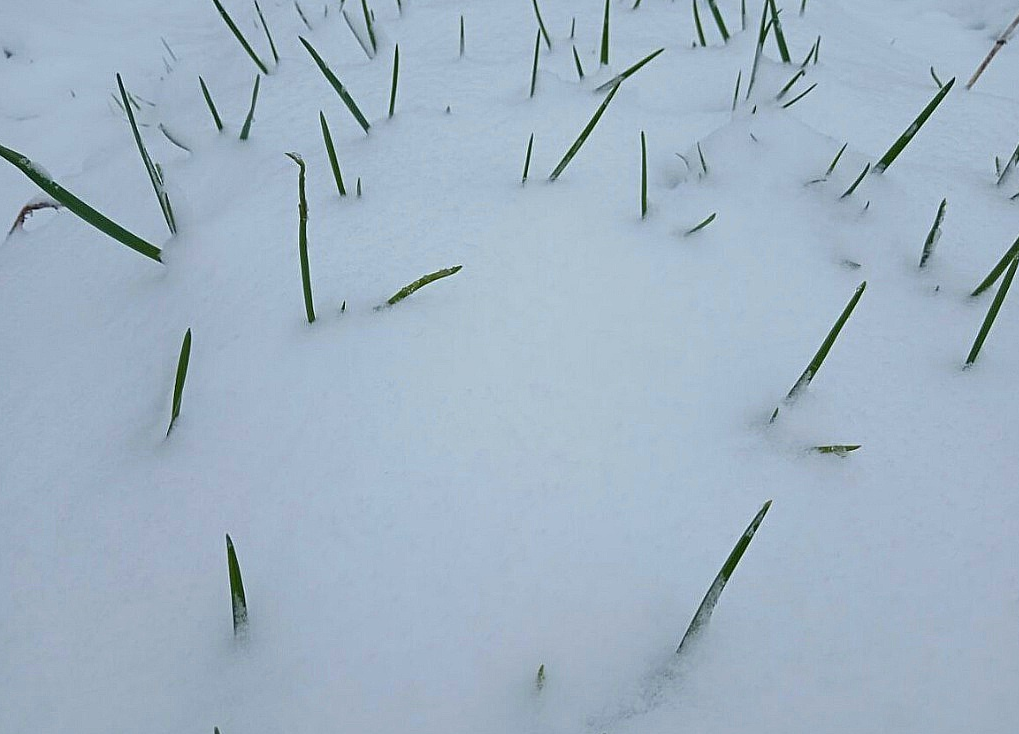Преждевременный рост