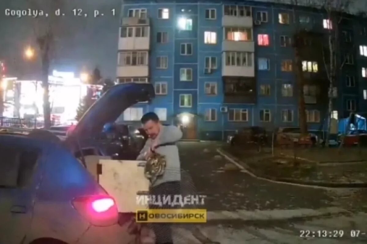    Автомобиль с тигром в багажнике ищут правоохранители в Новосибирске