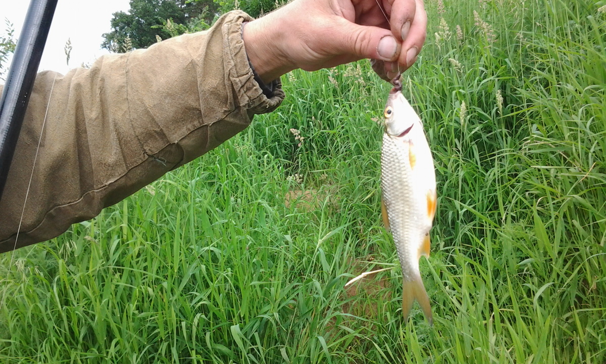 Сорожка: оранжевые плавники и глаза. Фото автора.