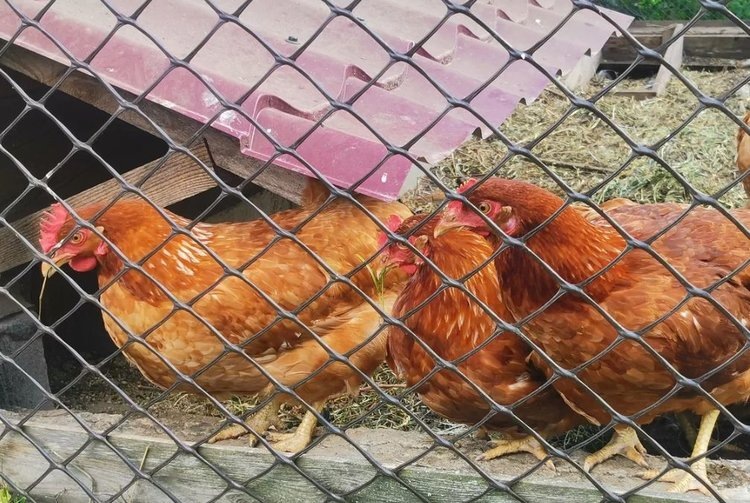    Чем покрыть крышу курятника