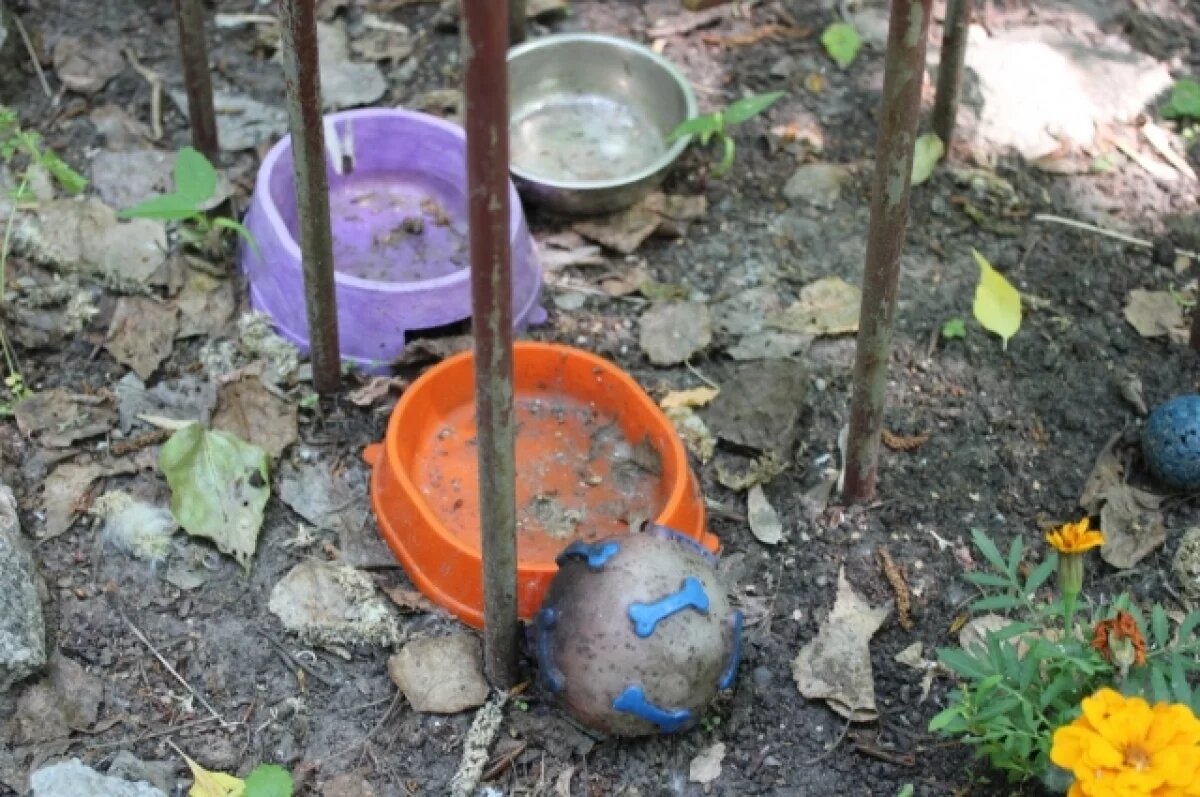    Неизвестный выкапывает трупы на кладбище животных в Дзержинске