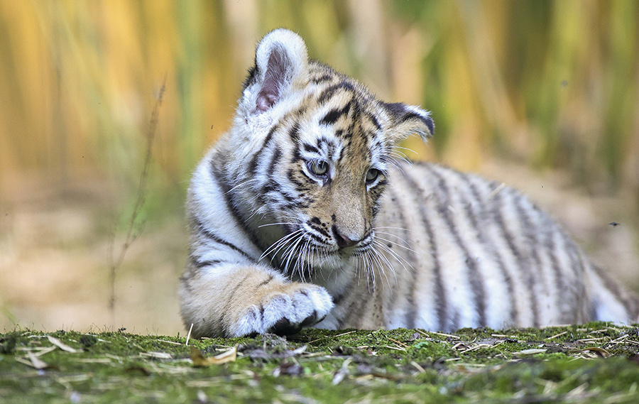    © Jan Fromme/ТАСС