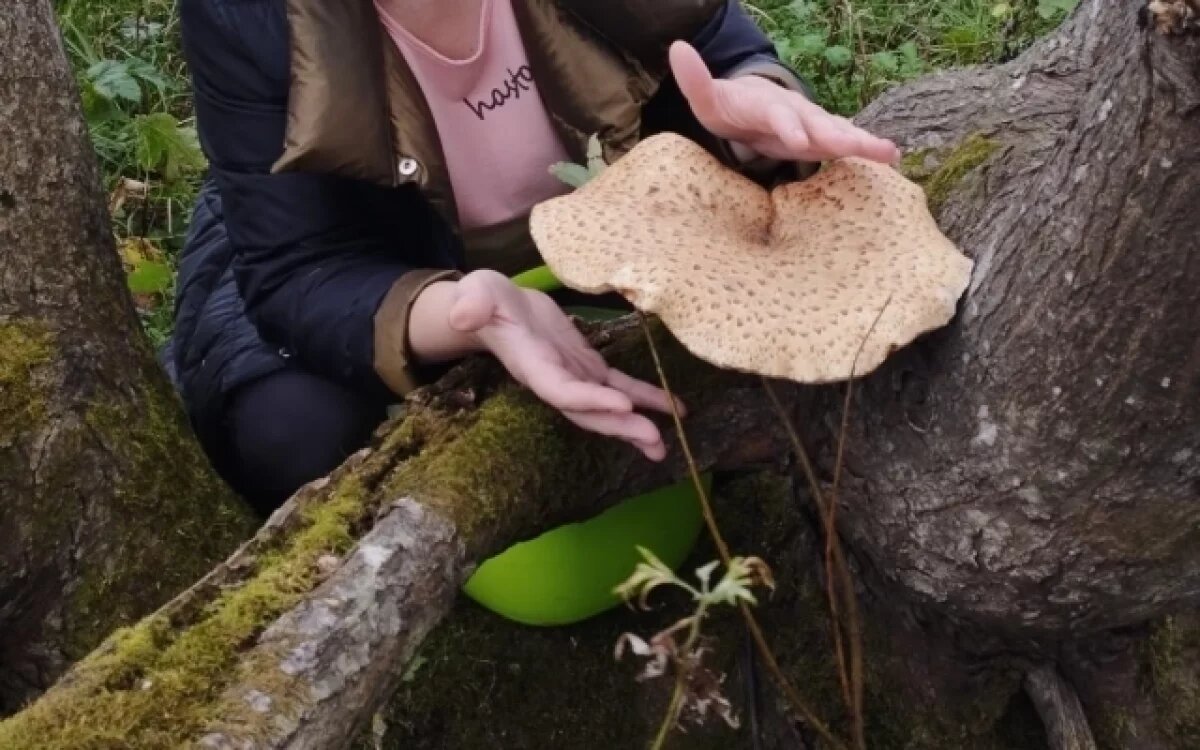    Роспотребнадзор объяснил причину отравления жителей Геленджика грибами