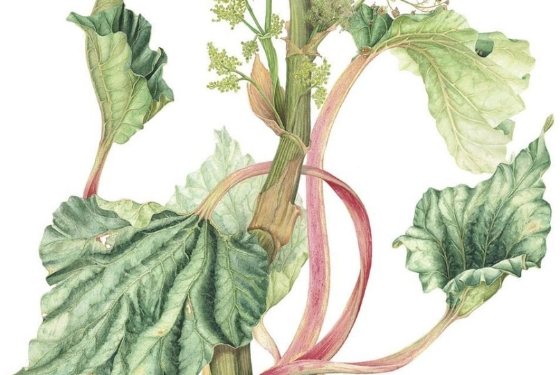 Ревень — «золотой корень» русского импорта