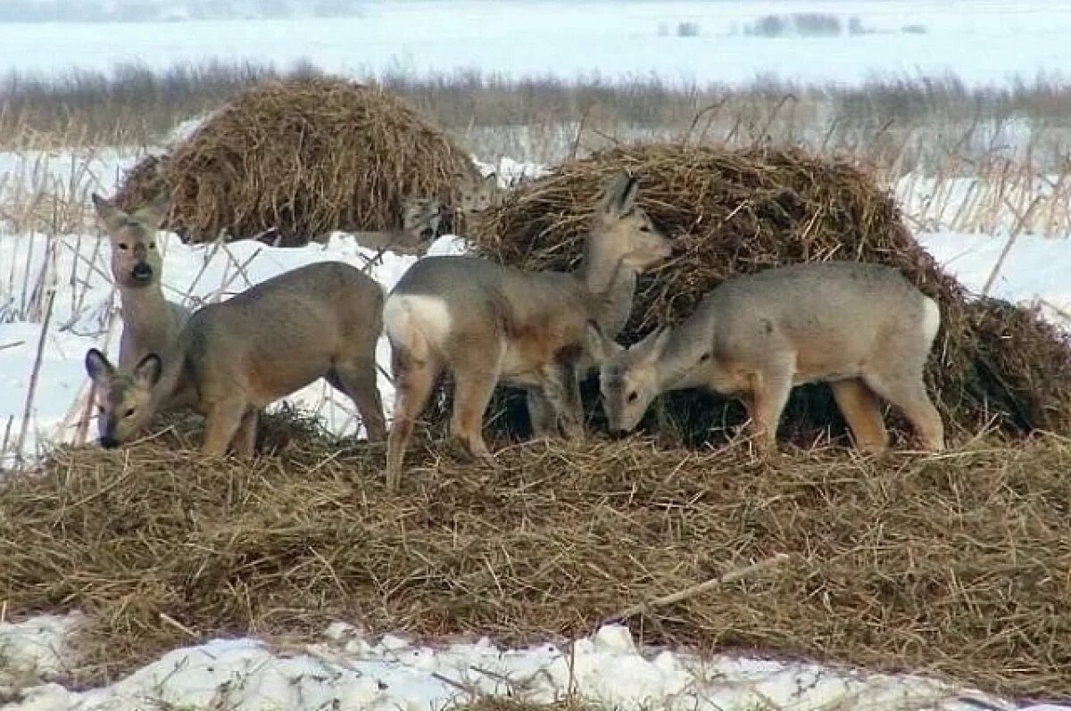    Уральские охотники заготовили для косуль тысячи соленых кормовых веников