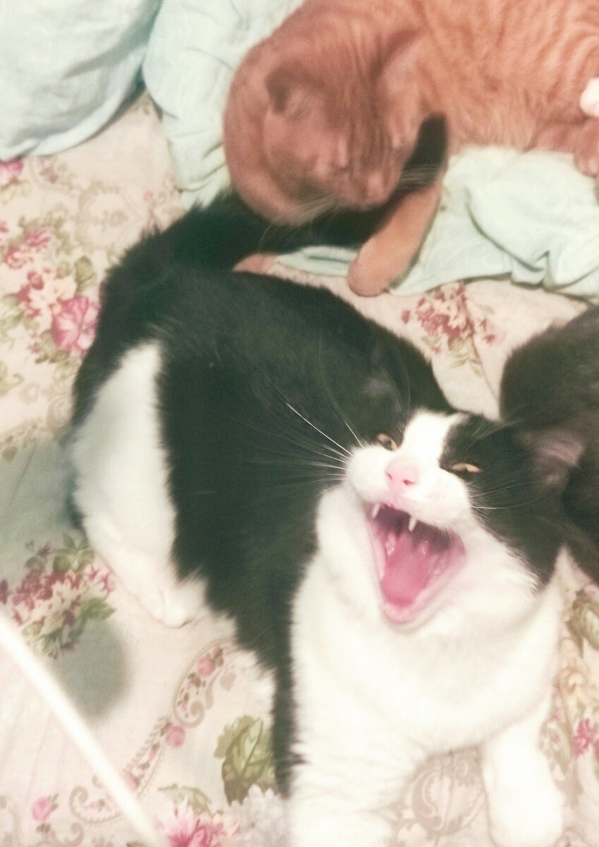 Филимон в шоке!