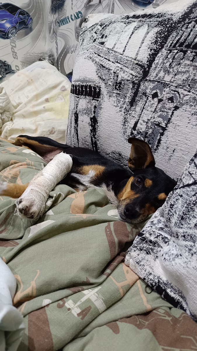 Зафиксировали лапку, приняли удобное положение