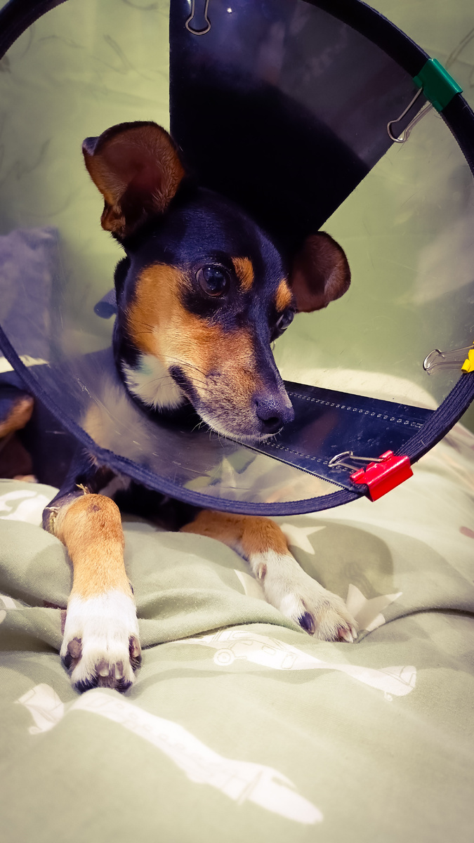 Воротник теперь главная часть нашего гардероба