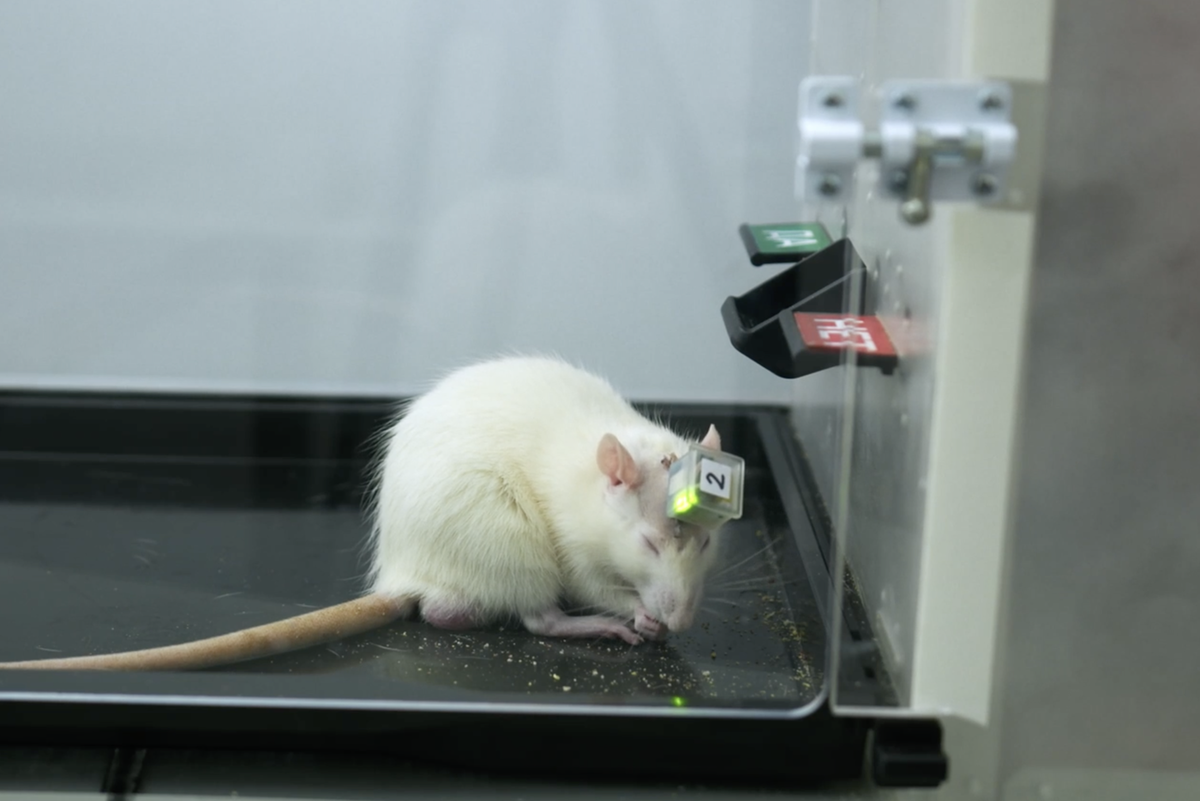    Пифия получила интуицию нового поколения. К чему это приведет человечество? пресс-служба лаборатории