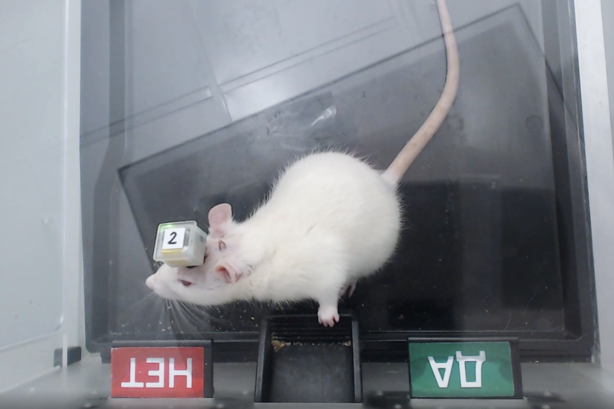    За каждый правильный ответ крыса получает угощение.пресс-служба лаборатории