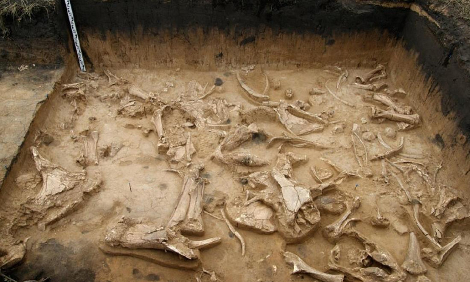 Фото: journals.tsu.ru. Находка с кладбища мамонтов недалеко от Новосибирска